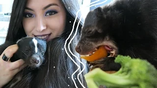 Skunk Diet | Feeding Your Pet Skunk | Pet Care