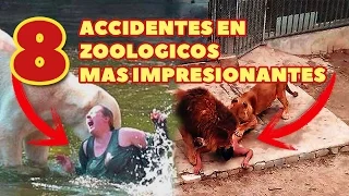 Los 8 Accidentes En Zoológicos Mas Impactantes