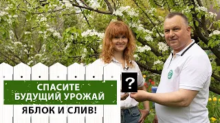 Крайне важная обработка деревьев во время ЦВЕТЕНИЯ