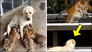 Perro Cría 3 Cachorros De Tigre, Pero Años Después ¡Ocurrió Algo INESPERADO!