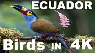 When You Photograph Exotic Birds in Ecuador