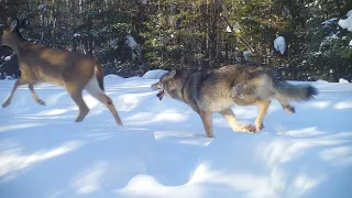 Wolves hunting and killing deer on roads and trails