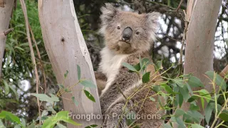 Nature and Wildlife of Australia Eucalyptus Forest Region