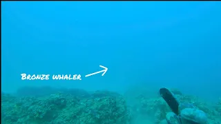 SPEARFISHING coral trout Sunshine Coast ( FIGHTING OFF A HUNGRY BRONZE WHALER)