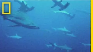 Social Sharks: "First" Video Evidence | National Geographic