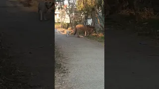 Dog kicked by a horse #labrador #labradorretriever #lab #doglover #dog #doglovers #dogs #streetdog