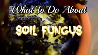 GOT SOIL FUNGUS? Here's What You Need To Do Next!