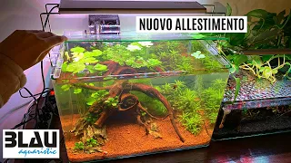 ALLESTIMENTO da zero per neofiti ACQUARIO DA 38 LITRI BLAU 💦