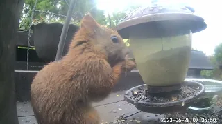 ヒマワリの種を夢中で食べるエゾリスの子ども