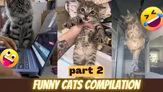 Amazing cat Videos- funny cats compilation
