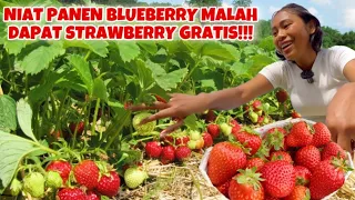 PERTAMA KALINYA PANEN STRAWBERRY GRATIS DI LADANG