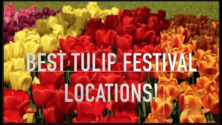 BEST PLACES TO SEE TULIPS IN WASHINGTON! (2022 TULIP FESTIVAL)