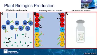 BEST & CAB Workshop | Transient Protein Production in the Plant Nicotiana Benthamiana