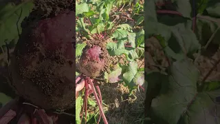 Pulling fresh beetroot from the soil 🌱 Growing Beets 💜 #farming #shorts #nature #beetroot