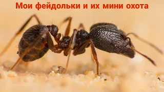 Моя колония pheidole yeensis