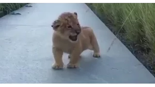 Baby Lion's Roaring: Painfully Adorable