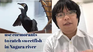 Learn Gifu,Japan (Cormorant fishing at Nagara river,Shirakawago,Mino-yaki,Mino-washi paper and beef)