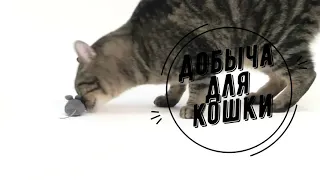 Микроробот Мышка Mouse Cat Toy Hexbug