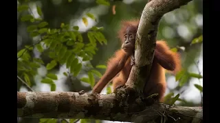 In The Jungle - Borneo Travel Vlog Day 3 & 4