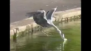 GOSLINGS ATTACKED by HERONS CROWS and SEAGULLS