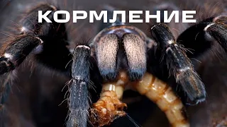 Как и чем кормить паука птицееда. Lasiodora parahybana.