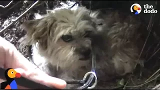 SCARED Dog Avoids Being Rescued Until... | The Dodo