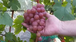 Для каких сортоформ это последний виноградный сезон !!!