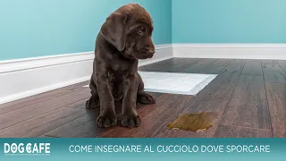 Come insegnare al cucciolo dove sporcare