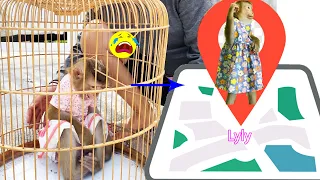 A week has passed! Monkey Lyly's fear of getting lost and locked up when visiting her aunt