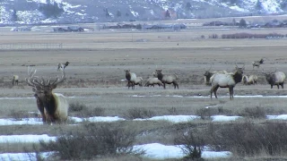 National Elk Refuge Winter 2015   HUGE 9x8 Bull Elk Caught on Camera