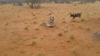 African wild dogs tear baby antelope in half . #animal #love #african #dog #lion #tiger #mknkey