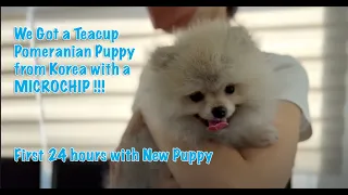 We Got a Teacup Pomeranian Puppy from Korea with a MICROCHIP! | First 24 hours with a New Puppy