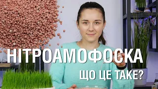 Що таке нітроамофоска? І чому вам обов'язково потрібно її придбати!😉