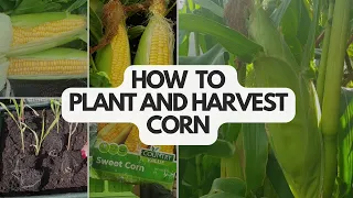 Expert Tips To Master Corn Cultivation Abroad: Your Complete Gardening Guide Simplified
