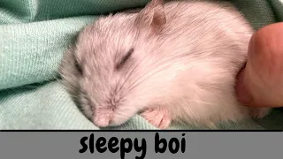 Sleeping Hamster