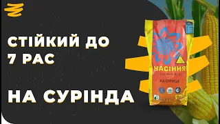 ВИСОКОВРОЖАЙНИЙ СУЛЬФО СОНЯШНИК. НА СУРІНДА