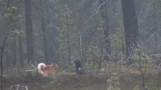 Kanalintujen metsästystä pystykorvalla erämaassa / Capercaillie hunting in the Vätsäri Wilderness