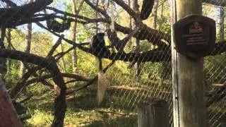 Zoo Vlog!