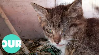 Animal Cops Saving Lives Of Neglected Animals | Our World