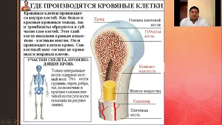 Лимфопения  Лимфоцитоз