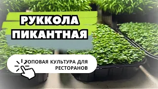 Микрозелень рукколы с нами вырастить просто | Технология выращивания | Народные Семена