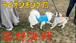 【ライオンキング】シンバとスカーの最終決戦に見えなくもない犬達🐕豆柴×スピッツ