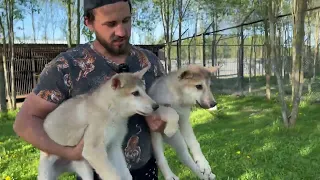 Арктические волэнды готовы к новому дому‼️Бронь белых ВОЛЭНДОВ.