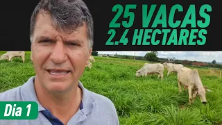 DIA 1 -  25 VACAS EM 2,4 HECTARE - PASTEJO ROTACIONADO.