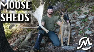 FIRST MOOSE SHED! 2022