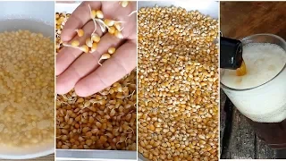 How to Malt CORN at Home