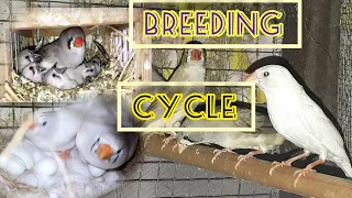 FINCHES BREEDING CYCLE..