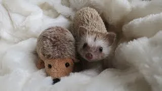 A day in the life of a Hedgehog !!!