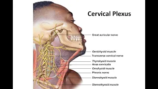 Cervical Spinal Plexus