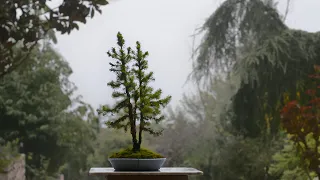 Nursery grown Picea glauca "Conica" in Kabudachi style - Arkefthos Bonsai